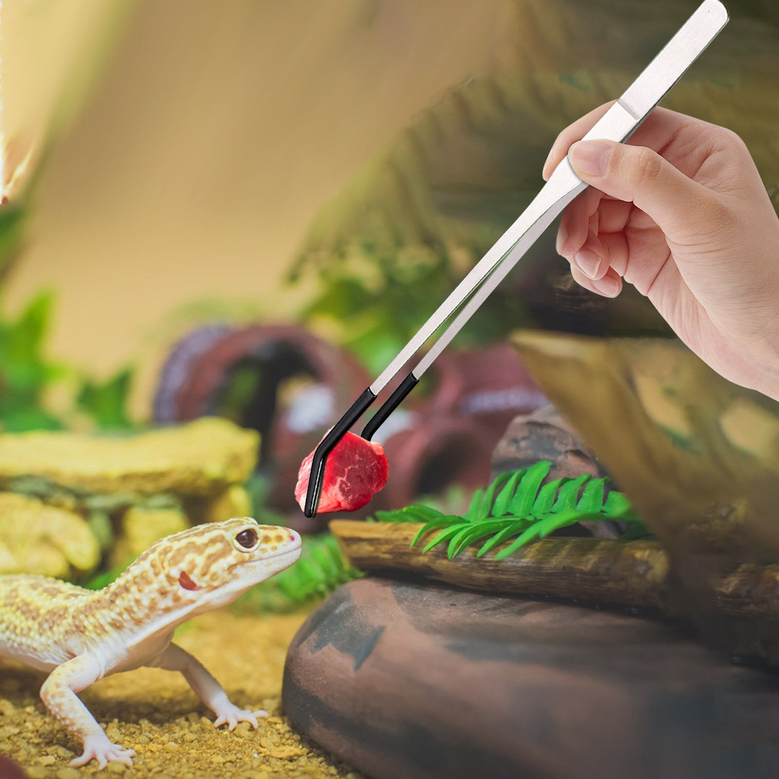 Pinset Penjepit Panjang Makan  - Water Dish Reptile ulasan dan harga